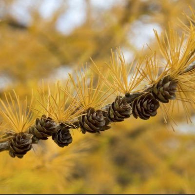 Era_dans_Lherbe's profile picture. 