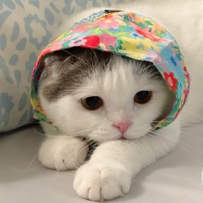 toeiositive's profile picture. เภสัชแกนนอนน้อย / เจ้าของทวิตพูดไม่เพราะ300% 💫