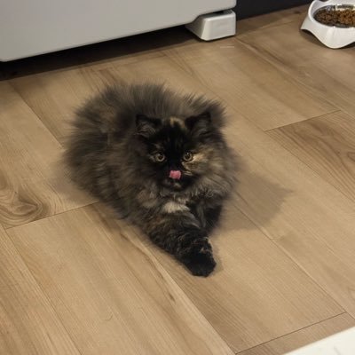 MassataKayenta1's profile picture. 