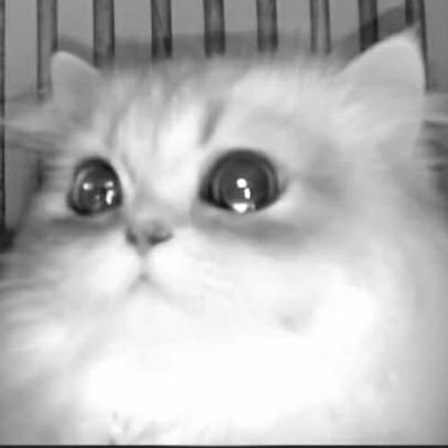 MiyukiiCloe's profile picture. โคล์วอี้ / Cloé 🚺 20↑ INFP-T 9w1 タイ人｜TH/EN/JP｜Multifandom+OC｜Girly and cute｜Re-upload🆗but credit me｜ @jeffsatur ♡ aug 2023 ｜@Aventurine/Kakavasha 14.02.2024 ♡