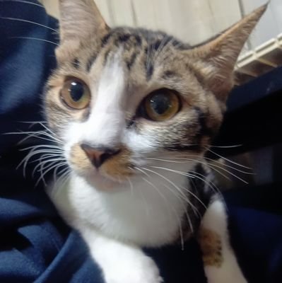 TZpurboNXQ13079's profile picture. 