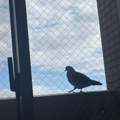 books_yuk's profile picture. 本を買うペースに読むペースが永遠に追いつかない人。読んだ本のことや、その他いろいろ。プロフィール画像は自宅のバルコニーに住んでいる（?）鳩です。