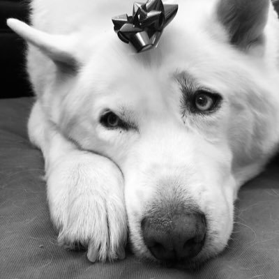 rosabrrows's profile picture. 