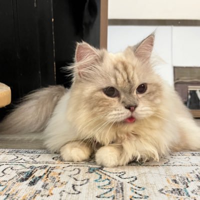 aninsunbeam's profile picture. ⓘ this account for full-time #SIMJAEYUN , #LEEHAECHAN & #MARKLEE fangirl ♡ part-time owner @beritixco + @byberitix — trusted ticketing w/ overseas proofs