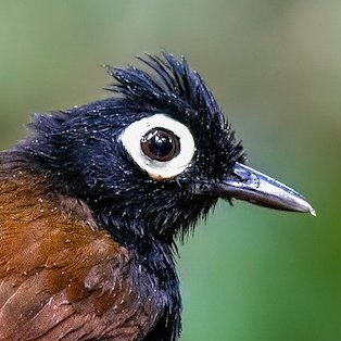 bareeyedantbird's profile picture. just a bird