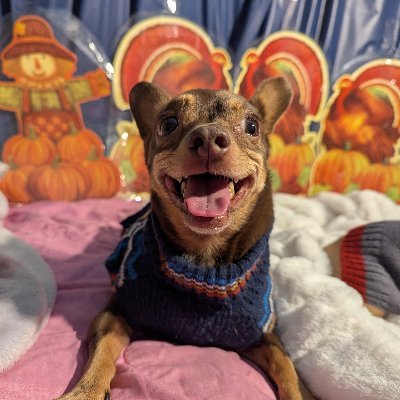 80sqween's profile picture. We are Chewby & Snow White=  Snowby, Chiquita, & Scruffy. (Mom's still searching for Scruffy) #TheRuffRiderz #OTLFP #PuppyBookClub #PalsPorch #BringScruffyHome