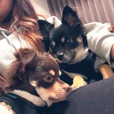 0701peace0815's profile picture. 大きめロングコートチワワの麻呂眉兄弟/兄ピース→6.7kg ♂ 2024.7.1生 保護犬/弟オリーブ→4kg ♂ 2025.6.9生/犬好きさんと繋がりたい/夫婦でやってます