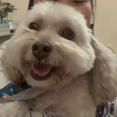 MilksAndMape's profile picture. Dog mom life 🐶 + foodie 🌮 Posting vibes, laughs & little moments ✨