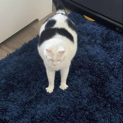 Xball1231659's profile picture. 