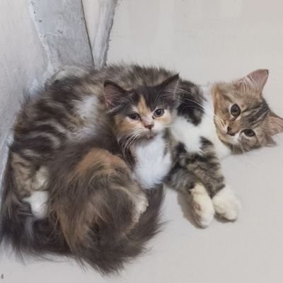 nalasimba534's profile picture. Bismillahirrahmanirrahim