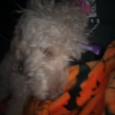 emeryxbbg's profile picture. #emistrusted #emyproofs | trusted trader | i play adm, mm2 and dti | MINOR‼️