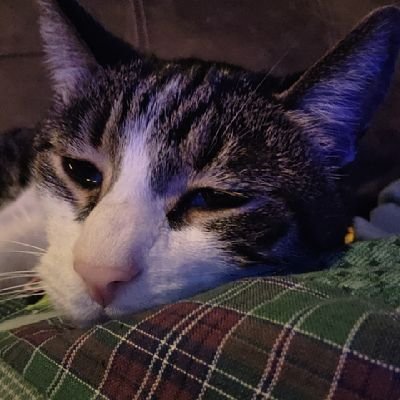 SquidiousXVIII's profile picture. https://t.co/KnsILnSsa2