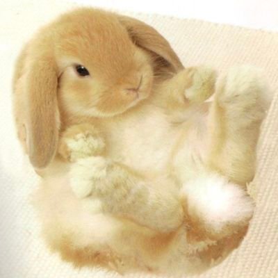 S0udp0p's profile picture. Mia • sub • bi• mdni/edtwt dni                                 
@witchy_sphynxie 's kiddo