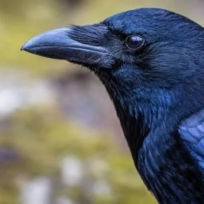 CatCitydog's profile picture. 