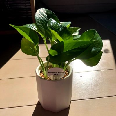 subMarket1021's profile picture. 【0~1を達成させるノウハウ】旅好きなフリーランス✈️｜動画編集・ブログ・デザイン・プログラミング・ライティング・コンテンツ販売など