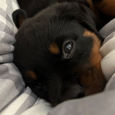 TheVisitorSNAFU's profile picture. 6’3, Chaotic good, Medium, Clairvoyant, Cheap magic peddler.

We must hold fast then, wouldn't you say?
For their treachery runs deeper than you think.