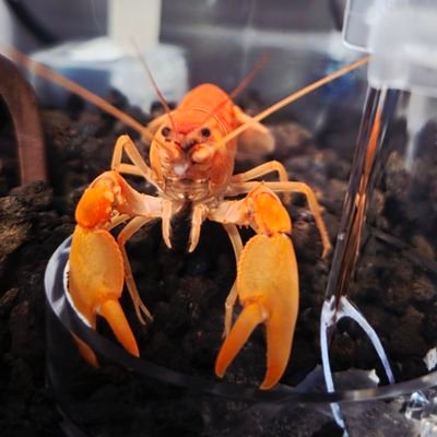 Orca_BlueHeart's profile picture. Support : #Innsarin 🐧 #Meennicha8 🌙 #Pingkrittanun 🐼 #Area86 🐺🐼 #Keenkeno 🦞 #SeaKeen 🦦🦞  #Santapp 🐶