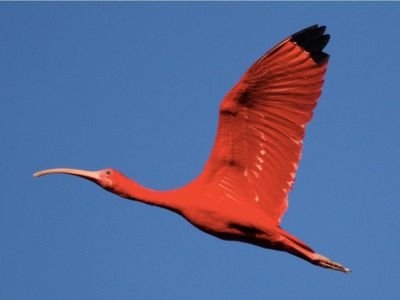 IBIS012025's profile picture. 