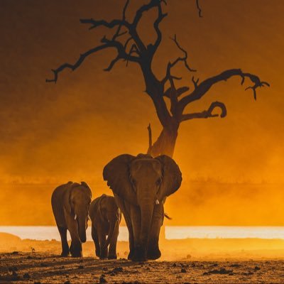 gershommbwambo's profile picture. 