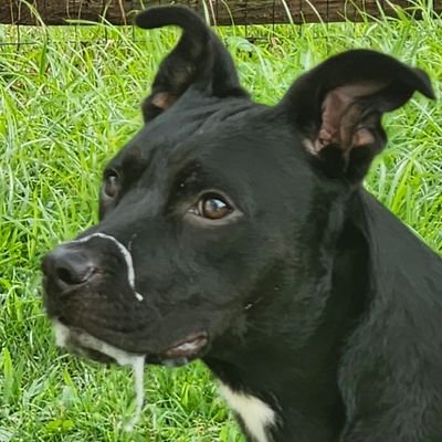 MoKetchups's profile picture. What happens when the snake realizes its eating its own tail?