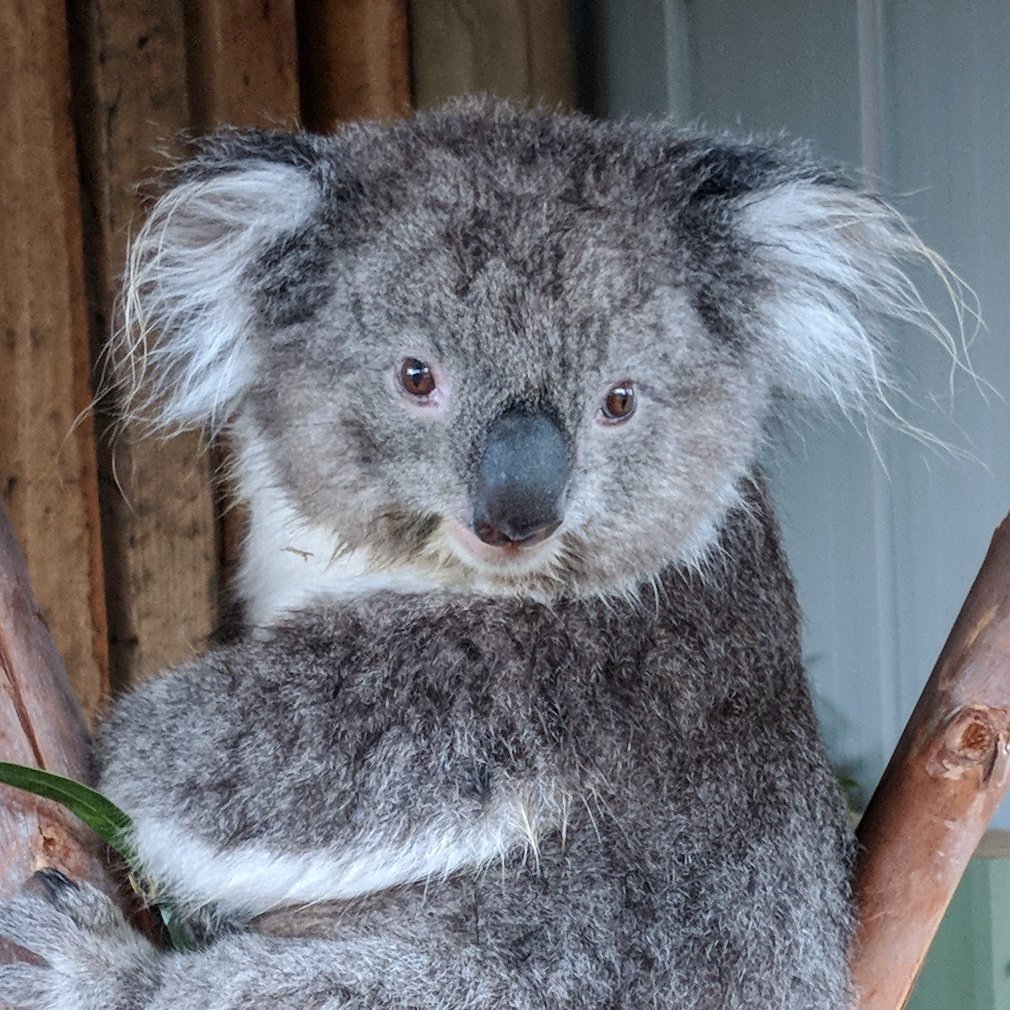0xLaserKoala's profile picture. crypto alpha and referral codes