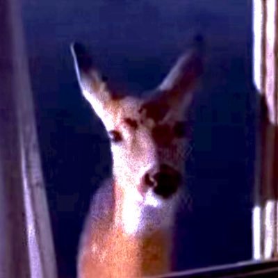 drewsul_'s profile picture. 🇵🇸/25/i like deer/ ig-drewsul