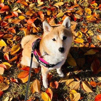 ocha_48's profile picture. ヒトイヌ見知りなのに、寂しがり屋の甘えん坊な柴犬かりん(♀6歳)と暮らしています🐕虹の麓🌈にも大切な愛犬たちがいます😊キリンとシマウマも好き🦒基本はインスタ