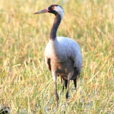 paresh_boricha7's profile picture. સુખ નો આધાર સમજણ ઉપર છે..