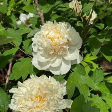 malkL_dy's profile picture. タイを旅した思い出を胸に、花のように投資と人生を静かに紡いでいます🌸