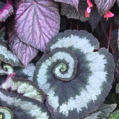 daekbeerr's profile picture. So do not put me on a pedestal because I will burn it down. (20+) Not a safe space for anyone tbh.. #NowarThaiCambodia