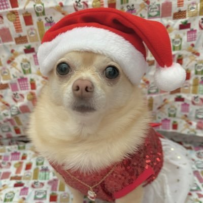 Pomchi_Puppy's profile picture. Hi I’m Tinkerbell and I am a Pomchi puppydog! Lieutenant in the Zombie Squad #ZSHQ #theruffriderz #tinkerbellstorytime #TaterTotSquad