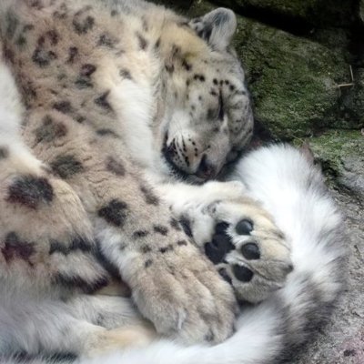 SingingSolarium's profile picture. 