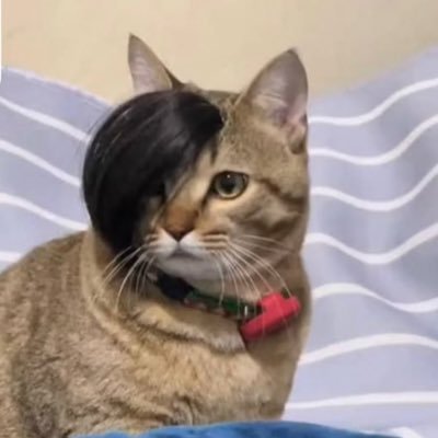 palitoychupetin's profile picture. 