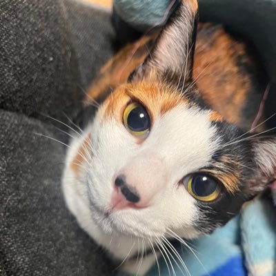 guramium's profile picture. valo 最高アセンダント hoi4 3000時間 単位 3個落ち 🍊💫汉语勉強中