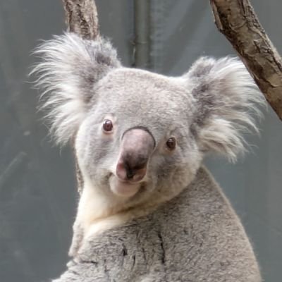 ojizoosummit's profile picture. 王子公園再整備について他団体とは違い、みんなで考えいかなる政党とも関係なく、市民のみんなで素晴らしい再整備を作る団体です。
#王子動物園市民サミット