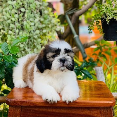 angangpuy's profile picture. 