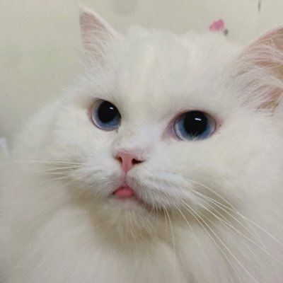 aiishizes's profile picture. 