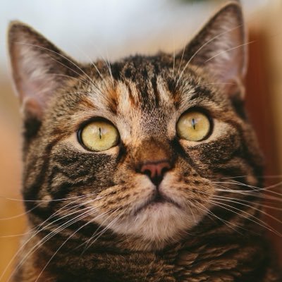 SolPynx's profile picture. Alpha Hunter | Meme Coin Trader 💰 https://t.co/hr1JPSvZaq Expert || Calling 10x–1000x plays before they blow up. #Crypto #Memecoins #Solana ||NFA. DYOR.