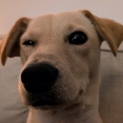 marcelbulk's profile picture. Culture sponge 🌍 | Tree-hugger 🌲 | AI tool tinkerer 🤖