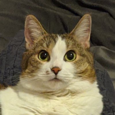 scoutmycat's profile picture. 