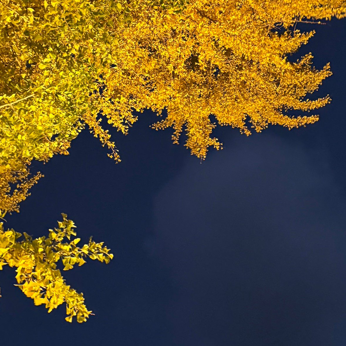 cmalzl_'s profile picture. 大学生 ひとりごと 友達なし恋人なし夢なし趣味なし