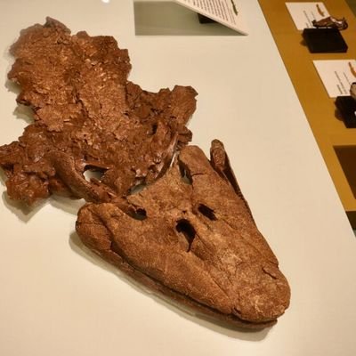 AryaS6481Sy's profile picture. Agnostic, libertarian Nationalist , I roast every party equally