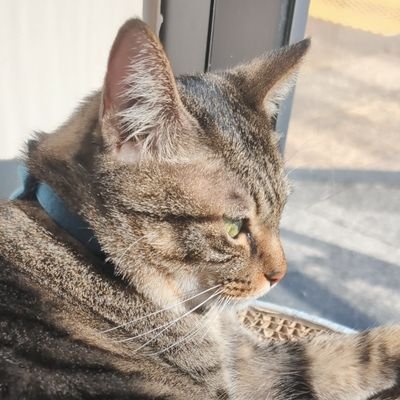 F_ayano_nlh's profile picture. 【仕事用】Live2Dモデル制作頑張るぞ^ ̳ᴗ  ̫ ᴗ ̳^