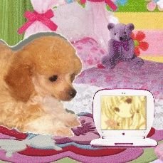 cheese_n_pockit's profile picture. I (*°￢^*)AM THE ONE AND ONLY RAT KING