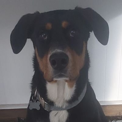 MegMed0402's profile picture. Dog 🐕 Lovers Please Follow: @NiallHarbison
@wearehappydoggo