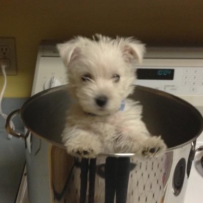 blupoq_'s profile picture. 𖧧 ชทลวลทมธ ₊˚ | กนป 🦆🐰 | ตฟว ㅤ ᵕ̈ ˚˖⭐໋` #เชื่อใจป๊าก 💚