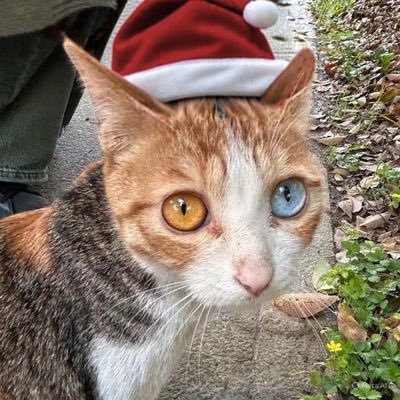 not_so_harshhh's profile picture. I only see my goals , I don't believe in failure ...

|| part time philosopher || 3rd MBBS ||