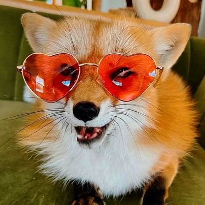 bluefurrylover's profile picture. 