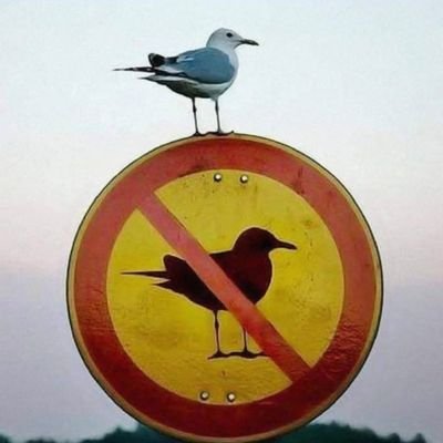 Mximo1994's profile picture. 