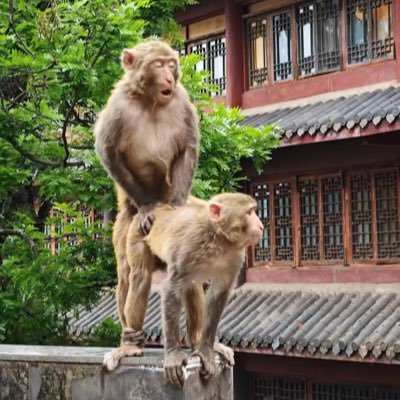 Zijiang_USMLE's profile picture. 